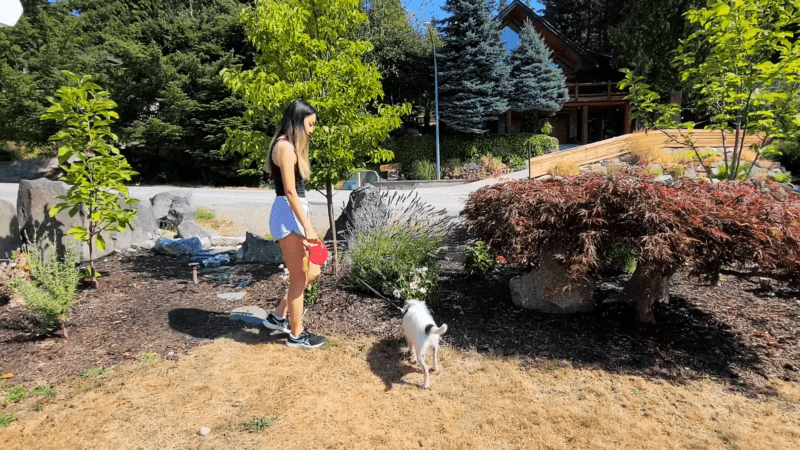 A Woman Walking a Small Dog Outside